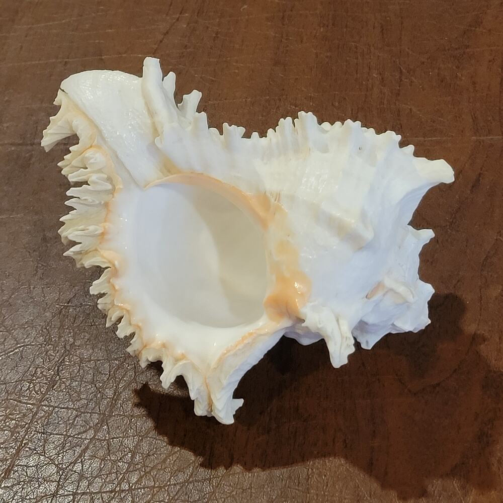 Vintage Sea Ocean Natural Seashell Sea Shell mid size